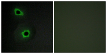 COL7A1/Collagen VII Antibody