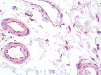 VEGFA/VEGF Antibody