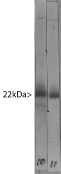VILIP/VSNL1 Antibody