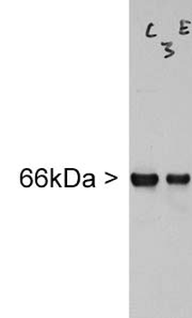 INA/Alpha Internexin Antibody