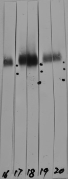LAMP1/CD107a Antibody