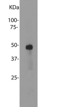 SAG/Arrestin Antibody