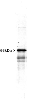 INA/Alpha Internexin Antibody