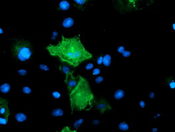 PECAM-1/CD31 Antibody