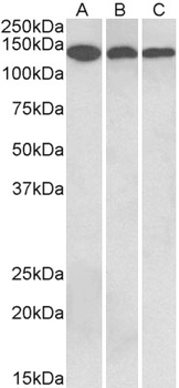 CNTN1/gp135/Contactin 1 Antibody