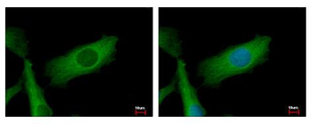 NDUFS2 Antibody