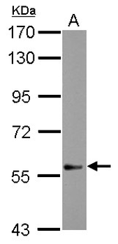 NUDR/DEAF1 Antibody