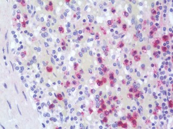 CTSG/Cathepsin G Antibody