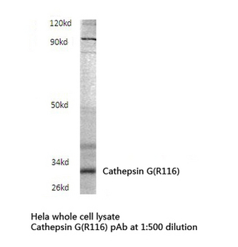 CTSG/Cathepsin G Antibody