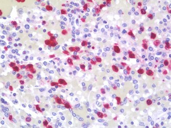 HNP-4/DEFA4 Antibody