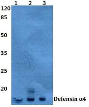 HNP-4/DEFA4 Antibody
