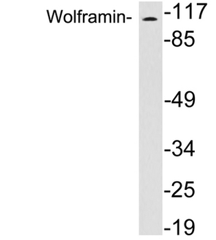 WFS1 Antibody