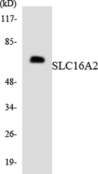 SLC16A2/MCT8 Antibody