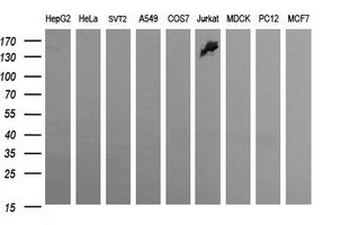 CD163 Antibody