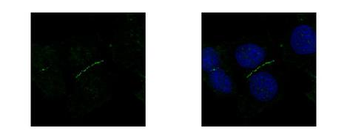 TJP1/ZO-1 Antibody