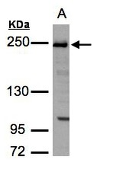 TJP1/ZO-1 Antibody