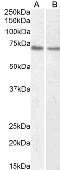 LMNB1/Lamin B1 Antibody