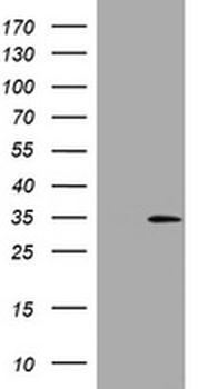 DDIT3/CHOP Antibody