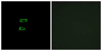 BMP8B Antibody