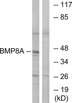 BMP8B Antibody
