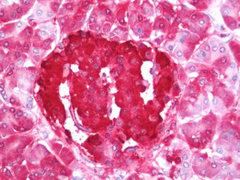 Insulin C-Peptide Antibody