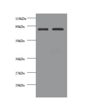 CDH12/Cadherin 12 Antibody
