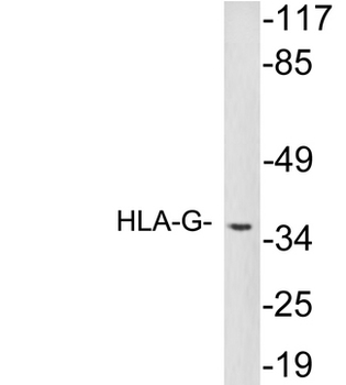 HLA-G Antibody
