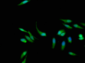 KRAS Antibody