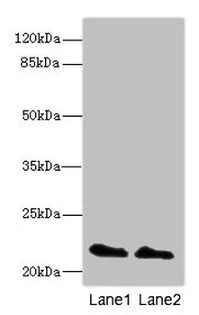 KRAS Antibody