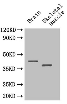 SEPP1/Selenoprotein P Antibody