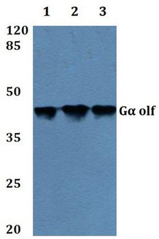 GNAL Antibody