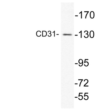 PECAM-1/CD31 Antibody