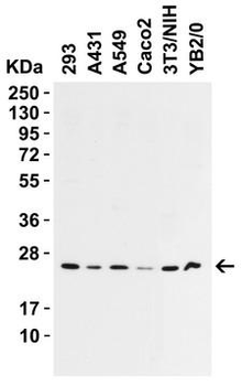 PRX-1/PRRX1 Antibody