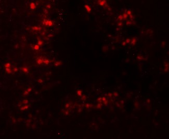 CRBN/Cereblon Antibody