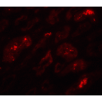 BATF3 Antibody