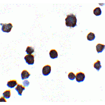 IQSEC1 Antibody