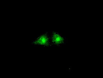 GBP2 Antibody