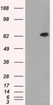 GBP2 Antibody