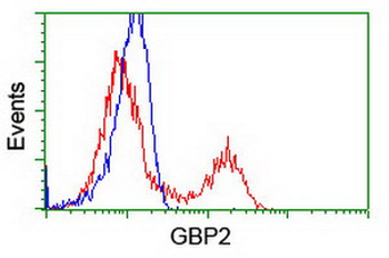 GBP2 Antibody