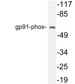 CYBB/NOX2/gp91phox Antibody