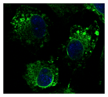 CANX/Calnexin Antibody