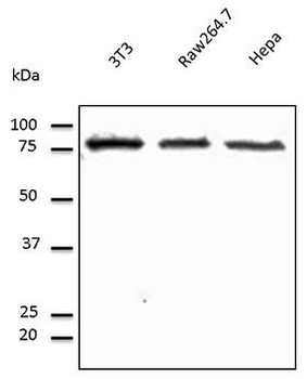 CANX/Calnexin Antibody