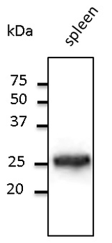 RAB5A/RAB5 Antibody