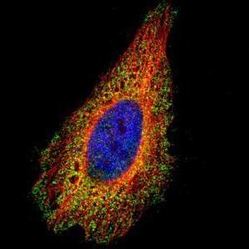 SNAI1/SNAIL-1 Antibody
