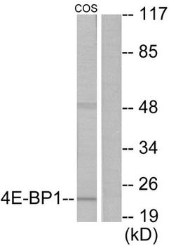 EIF4EBP1/4EBP1 Antibody