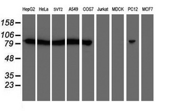 CAPN2/Calpain 2/M-Calpain Antibody