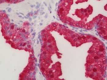 F Actin Antibody