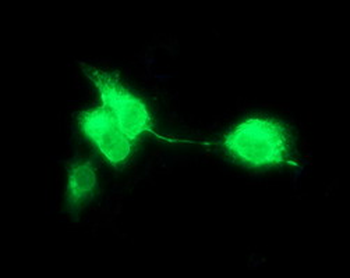 CD163 Antibody