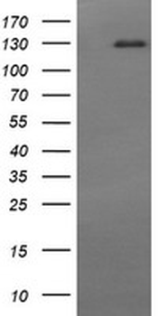 CD163 Antibody