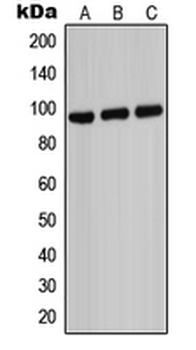 ABCB7 Antibody